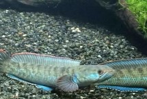 七星鱼和黑鱼有什么区别，一般可存活10-15年