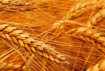 英茂1号小麦栽培技术要点，半冬性品种