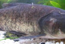 鳙鱼的食物，主要吃浮游植物、浮游动物