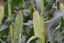 五单2号玉米栽培技术要点，注意防治病虫害