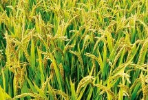 华浙优281水稻栽培技术要点，籼型三系杂交中稻迟熟品种