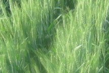 马兰3号小麦栽培技术要点，平均生育期235天