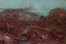 不同产地的牡丹虾有什么区别，盛产于加拿大西部