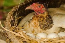 怎样加快母鸡的产蛋率，受到惊吓或光照时间太短等均会导致