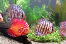 七彩神仙鱼开灯注意事项,室内光线并不充足的话则需要开灯补充光照