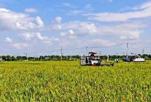 Y两优5846水稻栽培技术要点，把握好播种移栽时间
