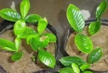 栀子花的繁殖方式，主要分为有性繁殖和无性繁殖