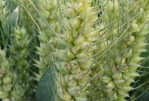 华稳1号小麦栽培技术要点，该品种属半冬性中熟品种