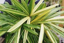 棕竹的养殖方法，光照过强、盆土碱性化等均会导致