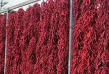 甘肃省甘谷县的特产，辣椒是最著名的特产