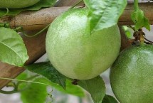 百香果几年开花结果，在国内种植比较多