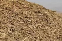 秸秆是什么农作物，需要充分腐化