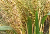 淮麦608小麦栽培技术要点，适宜播期10月10日-25日