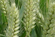 豪麦211小麦栽培技术要点，该品种属半冬性品种