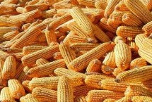 长虹2号玉米栽培技术要点，每亩用15千克尿素