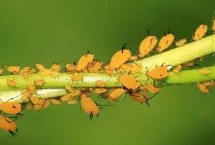 蚜虫的种类，是一类植食性昆虫