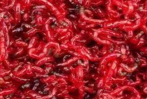 红虫采集方法，光源是饲养红虫的必要条件