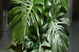 龟背竹烂根了怎么处理，生长期每隔半个月追施一次肥料