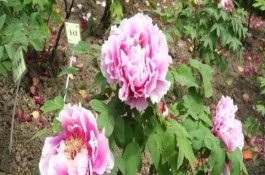 藤牡丹简介，生长期和花期每隔2-3天浇一次水