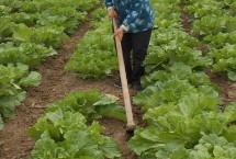 我国蔬菜栽培主要以什么作为肥料，注意这六点