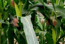 乐盛1号玉米栽培技术要点，放赤眼蜂防治玉米螟虫