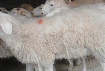 怎么选择养羊的品种，根据市场需求来选择品种