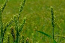 扬麦31小麦栽培技术要点，全生育期191.5天