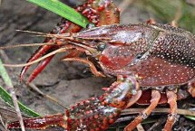 生活习性，原产于北美洲