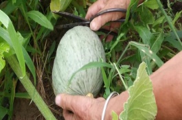 南瓜从播种到成熟要多少时间，选择4月至5月之间进行栽种