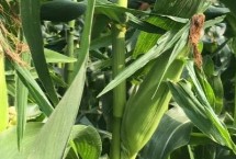 金科玉2号玉米栽培技术要点，中抗穗腐病