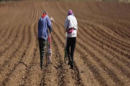 种玉米需要施什么肥，6月土壤湿度大适合种玉米