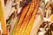 顺白玉二号玉米栽培技术要点，应选择中等以上肥力地块种植