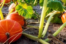 南瓜的人工授粉时间，4-7叶期要及时摘心