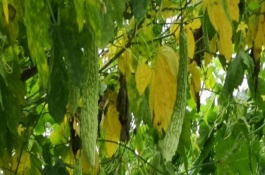 种植苦瓜有哪些注意事项，在生长期将生长过密的枝条疏剪掉