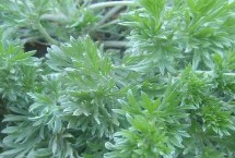 茵陈相关介绍，可按照25厘米的株距开沟播种