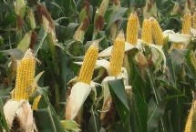 福玉1388玉米栽培技术要点，中抗大斑病