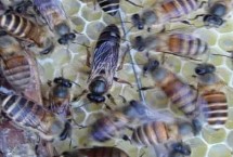 蜂王从出台到产卵需要几天，通常需要8-12天左右