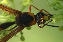 形态特征，也被称作杀人蜂