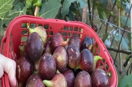 无花果的生长习性，无花果有花