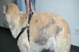 狗狗脂溢性皮肤病治疗方式，会出现掉毛、秃斑等现象