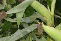 GZ1958玉米栽培技术要点，适宜在肥力中上等的地块种植