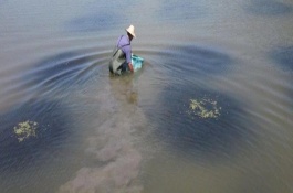 蟹塘放苗后水浑转塘的解决方式，可能塘口是新开的