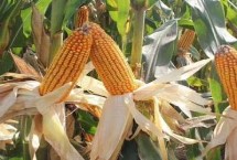 齐金368玉米栽培技术要点，夏播生育期104天