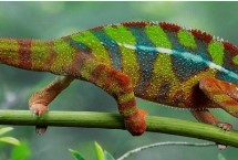 变色龙是保护动物吗，属于蜥蜴但不能代表所有品种