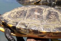 乌龟肚子上的壳有点烂是什么原因，先转移到干燥的容器中