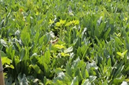 大青叶冬天会不会冻死，在冬天可以正常生长不会被冻死