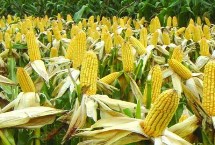 隆丰256玉米栽培技术要点，中抗腐霉茎腐病
