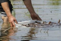 虾苗的适宜放养时间，3-4月份可在晴天傍晚投放