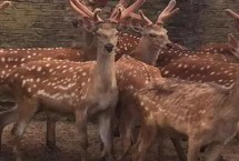 养鹿需要办理什么手续，根据生长周期合理的配合好饲料
