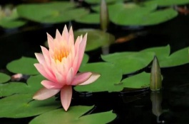 睡莲和荷花的区别是什么，叶子、花朵和属性均不同